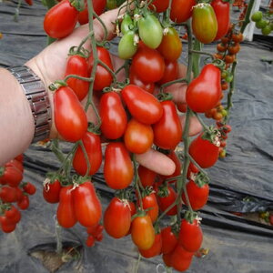 paradajz_zuchherino f1 14968