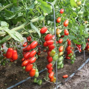 paradajz_zuchherino f1 14969