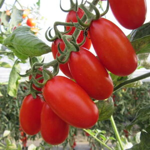 paradajz_zuchherino f1 14970