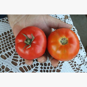 paradajz_compass f1 14954