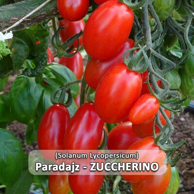 paradajz_zuchherino f1