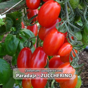 paradajz_zuchherino f1