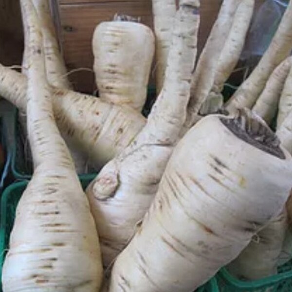parsnip.jpg