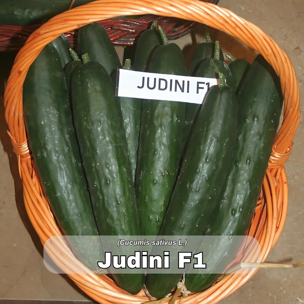 krastavac judini f1 267
