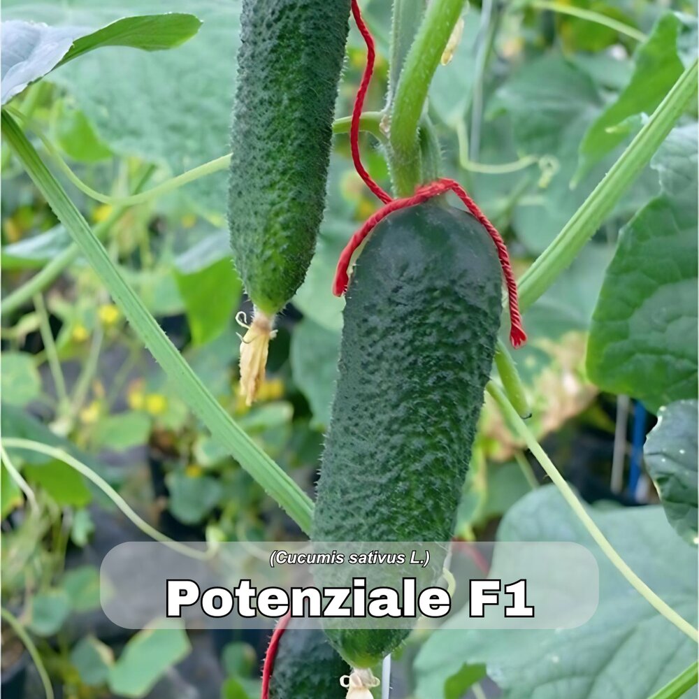 krastavac potenziale f1 269