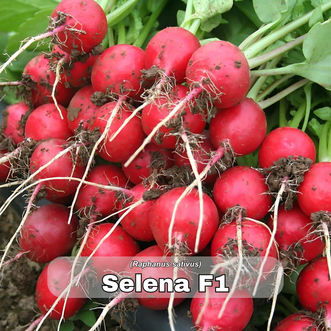 Rotkvica Selena F1.png