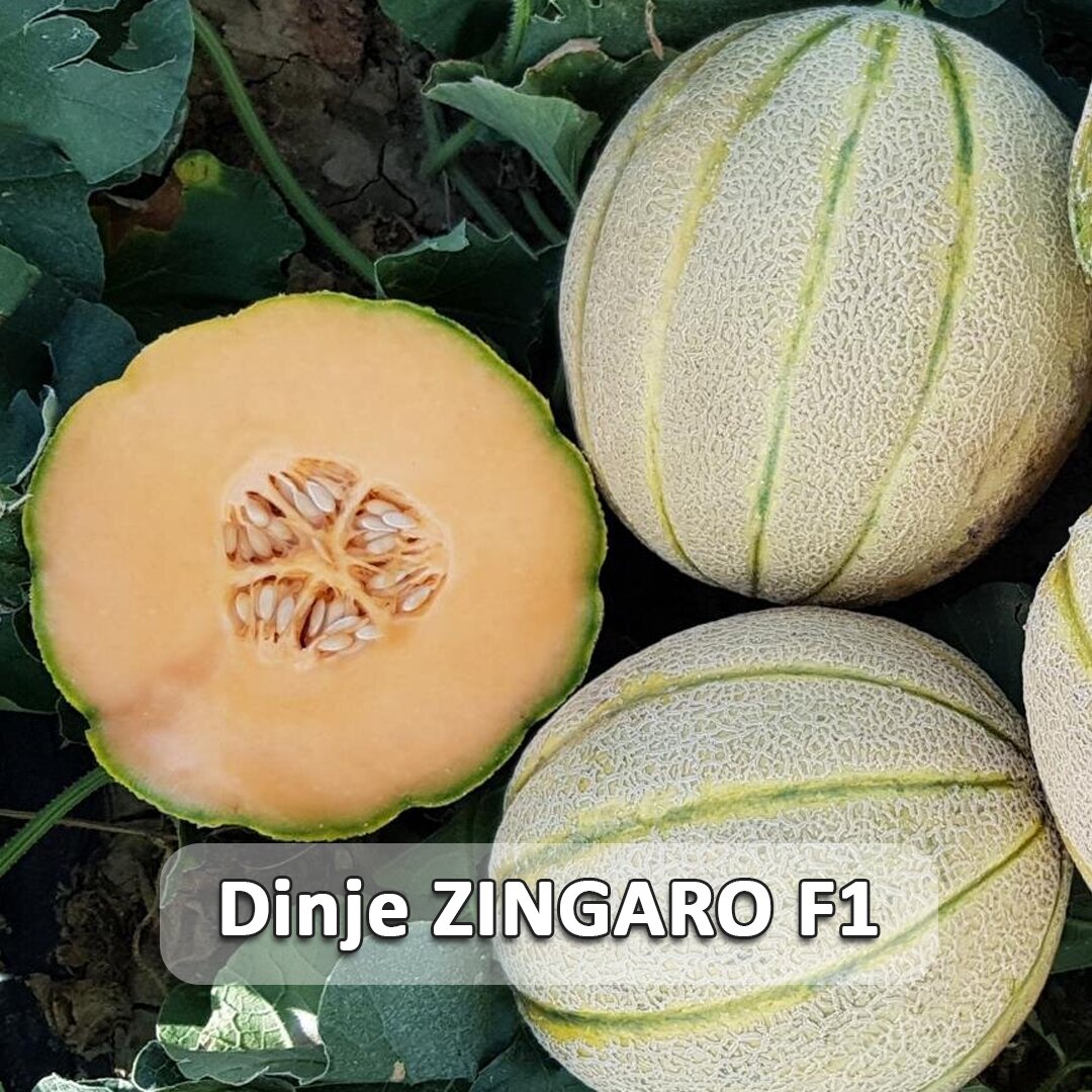 Dinje ZINGARO etiketa.jpg