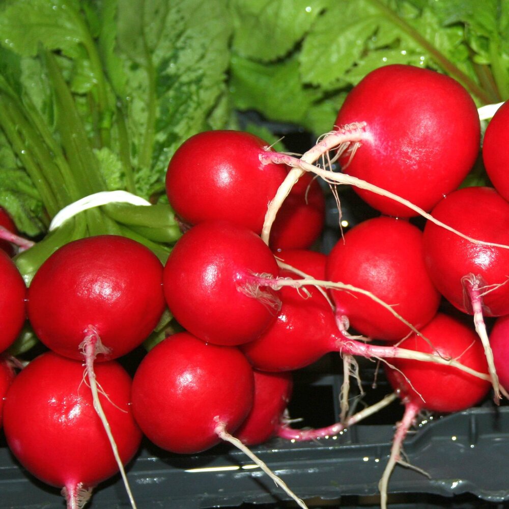 Rotkvica naslovna.JPG