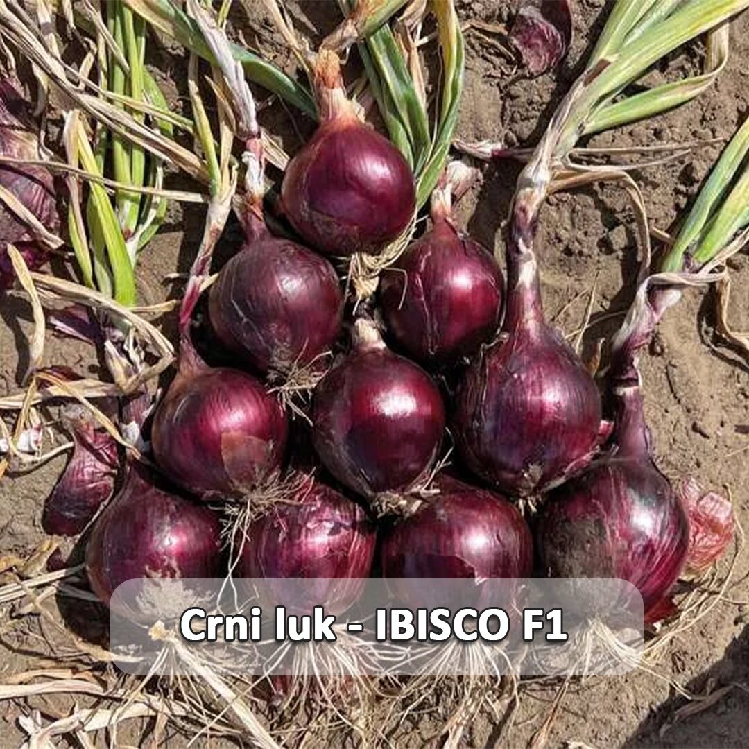 Ibisco F1 etiketa.jpg