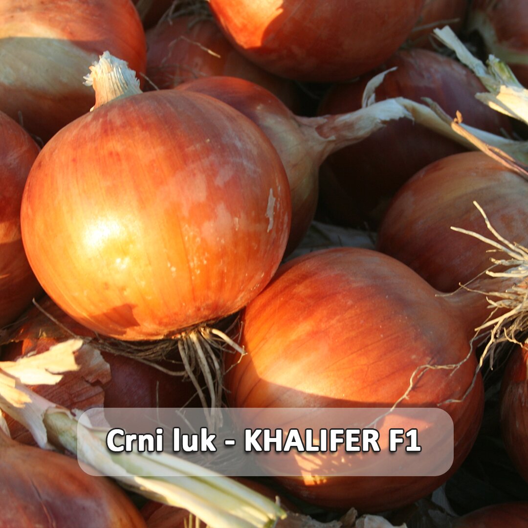 KHALIFER  F1 etiketa.jpg