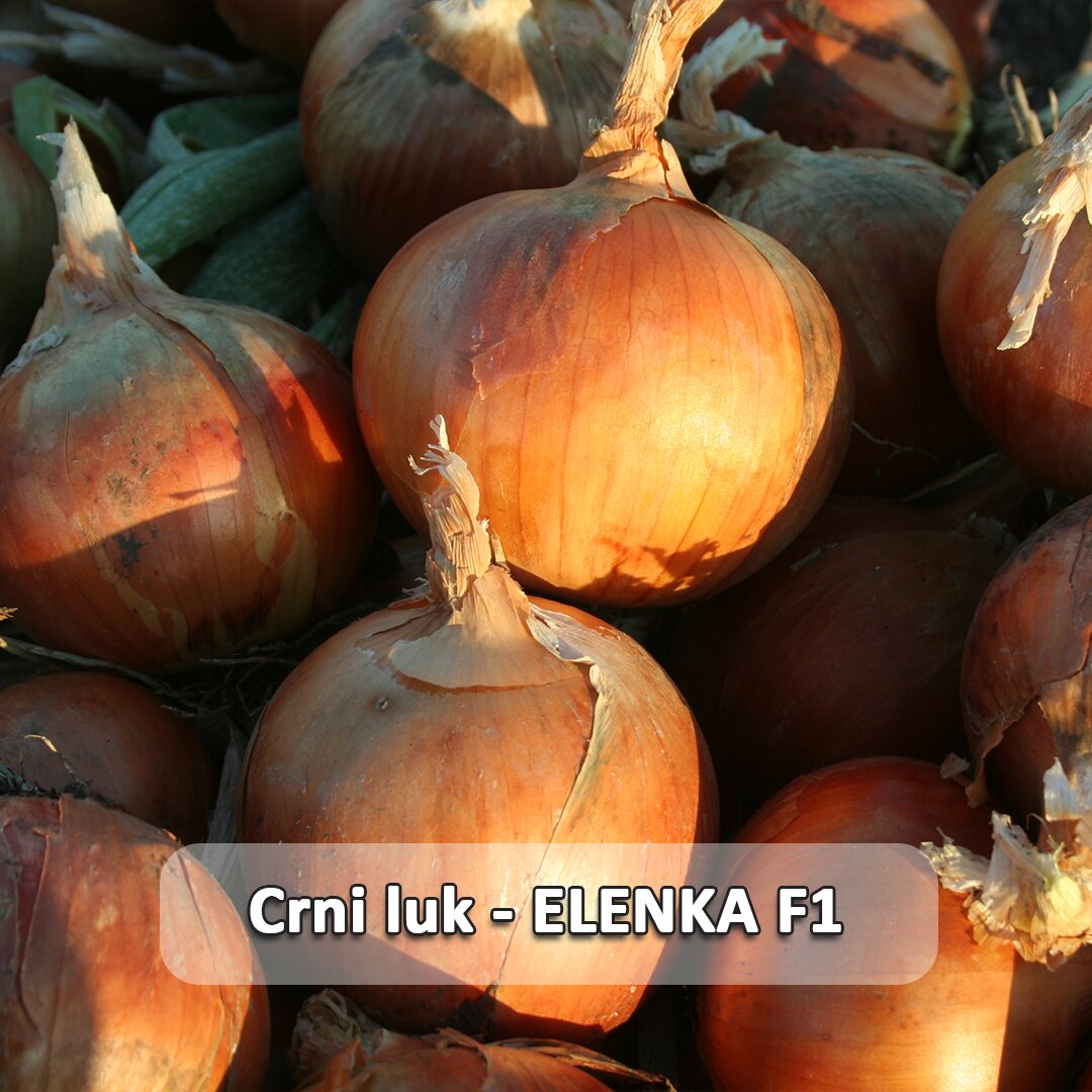 Elenka F1 etiketa.jpg