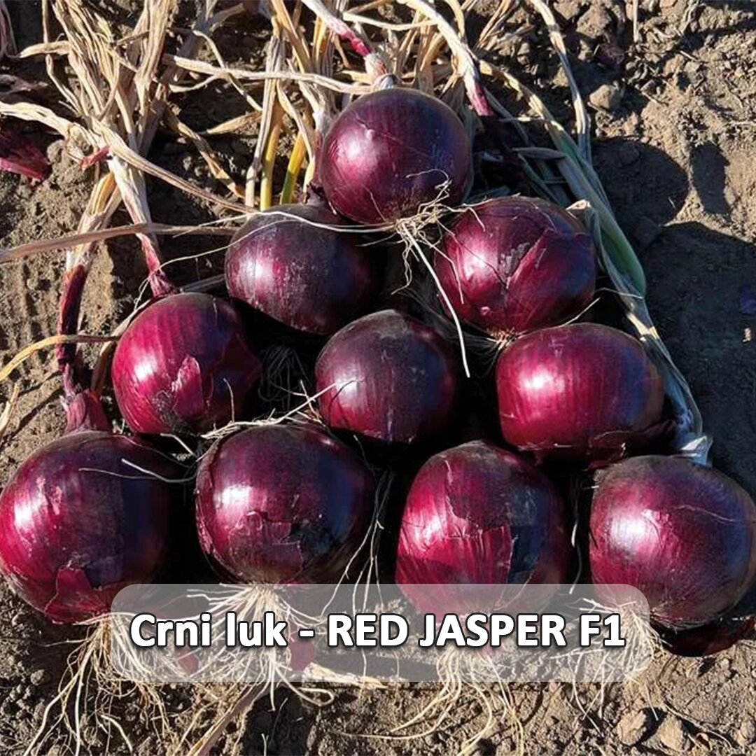 Red Jasper F1 etiketa.jpg
