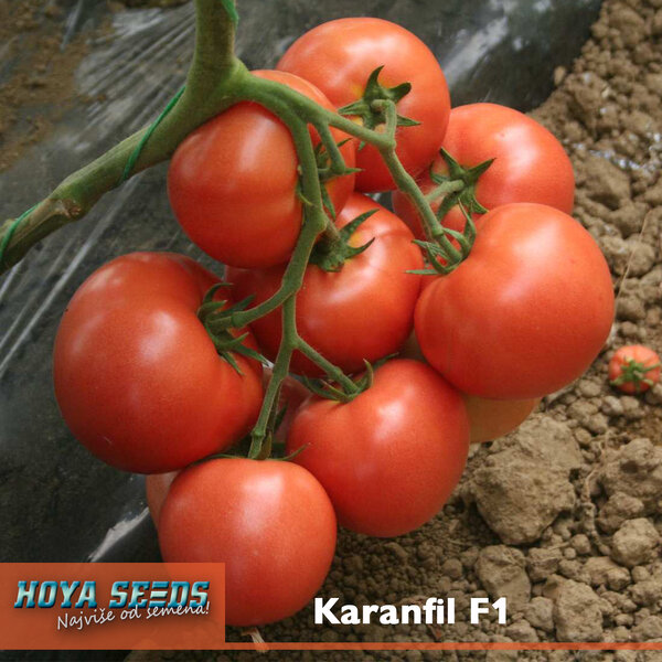 Karanfil-F1-1.jpg
