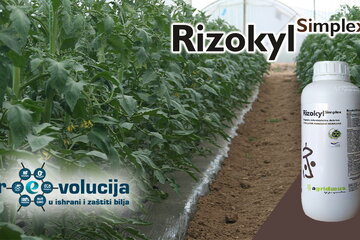 25 05 2026 rizokyl simplex 02