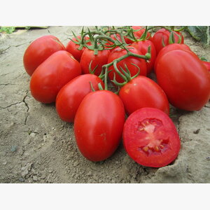 seme povrca gramature profi_paradajz heinz 1370 tip rio grande 15084