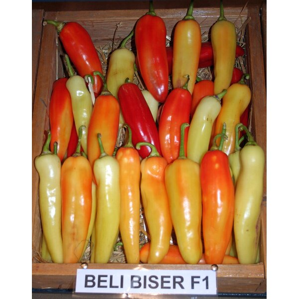 beli-biser-f1-11004.jpg
