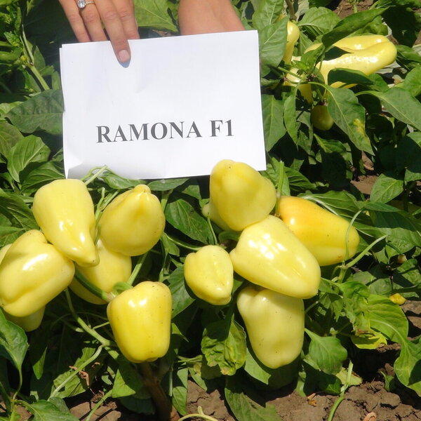 ramona-f1-1461.jpg