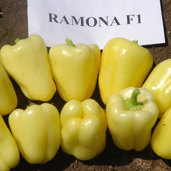 ramona-f1-1463.jpg