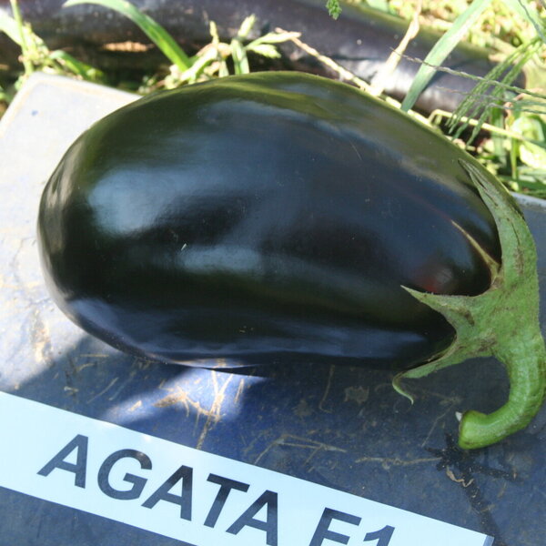 agata-f1-11057.jpg