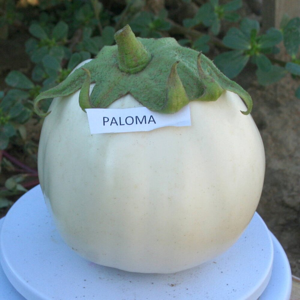 patlidžan paloma f1 417