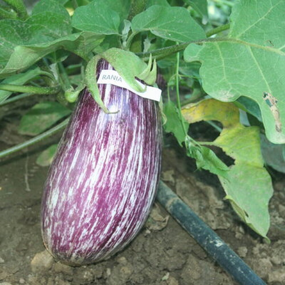 patlidžan rania f1 419