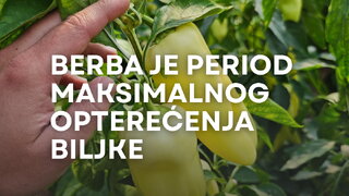 ishrana biljaka tokom intenzivne berbe za visok kvalitet i prinos