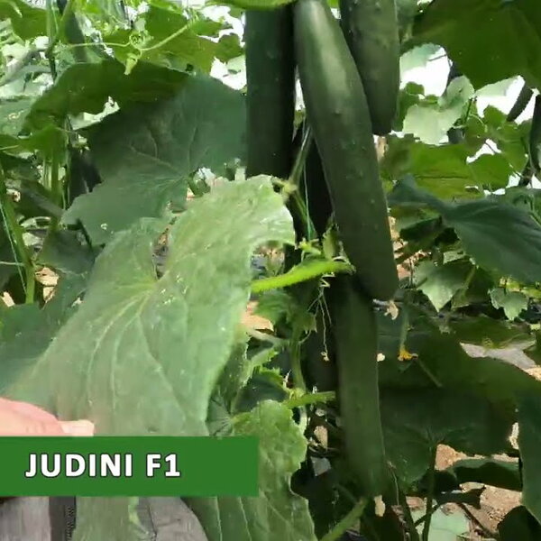 Krastavac JUDINI F1