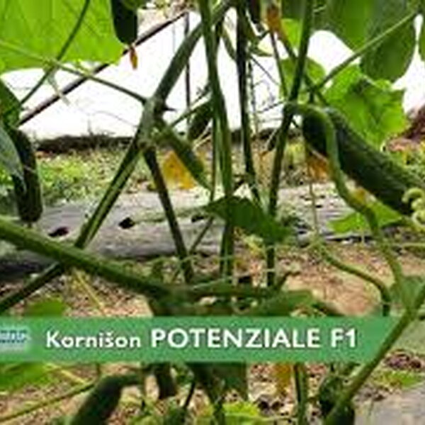 Krastavac POTENZIALE F1