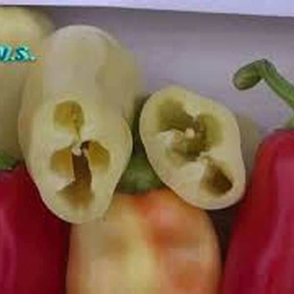 Paprika BELI BISER F1