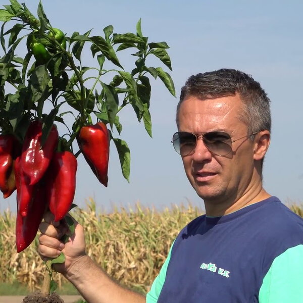 Paprika MIŠINA F1